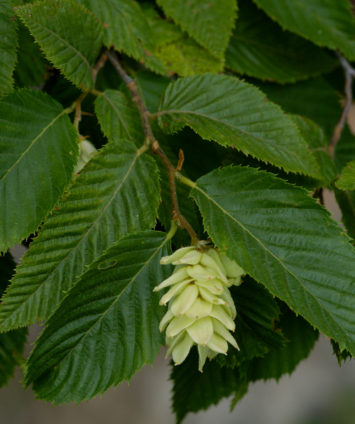 A closeup of the deep green, oval-shaped leaves of the Columnar European Hornbeam