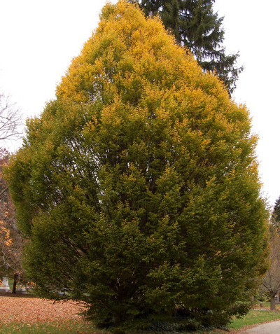 A large Columnar European Hornbeam planted in a landscape, showing off the teardrop shaped branching structure the tree has and covered in green leaves transitioning to the bright yellow fall color