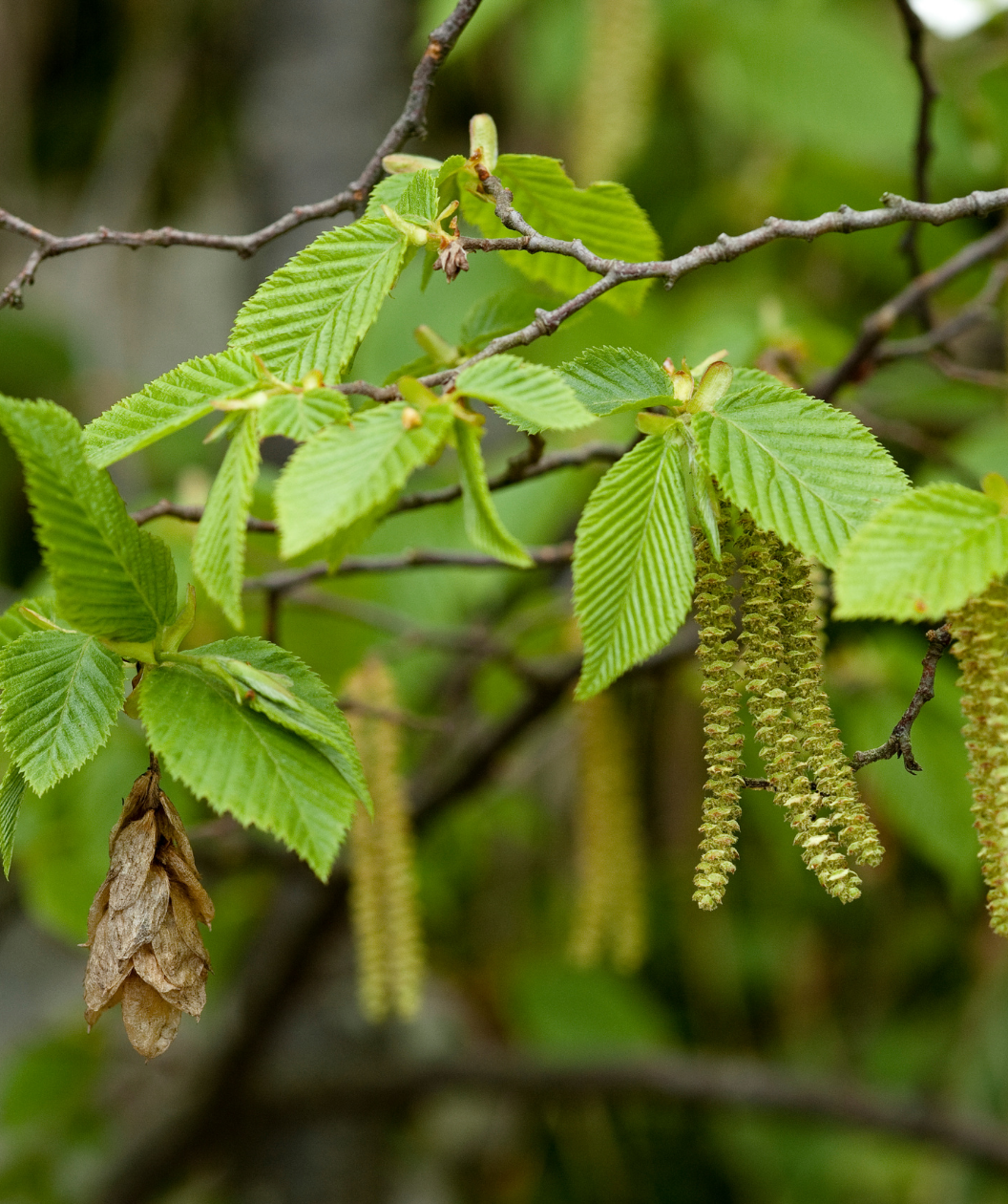 A closeup of the branching of the Columnar European Hornbeam, showing the green leaves as they emerge and the yellow-cream catkins in spring