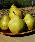 Comice Pears on a tray, several yellow-green colored fruits