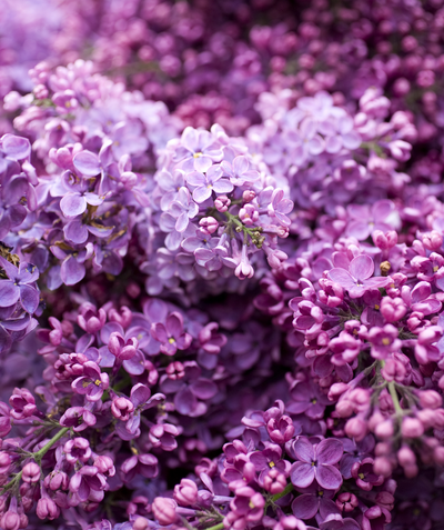 Common Purple Lilac closeup of light purple and dark purple flowers
