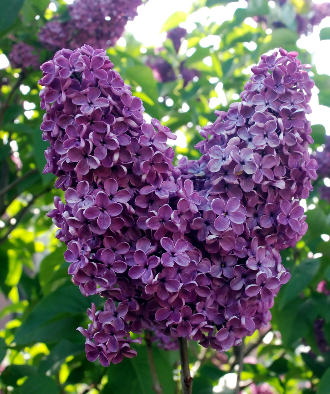 Common Lilac | Bower & Branch