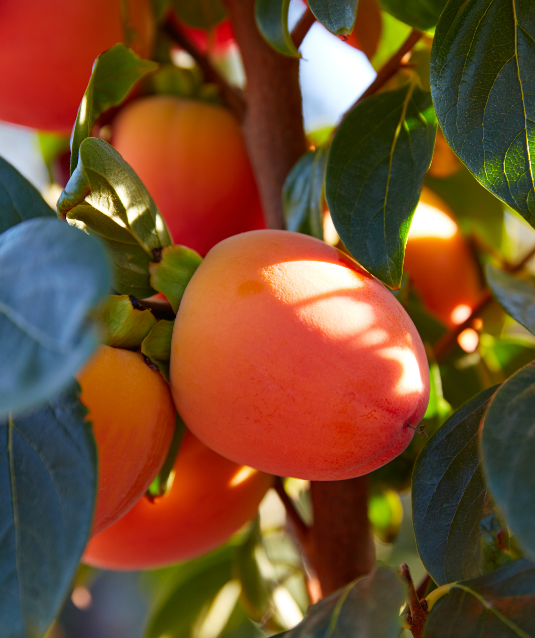 Common Persimmon close up, round orange persimmon fruit grows between waxy dark green conical shaped leaves