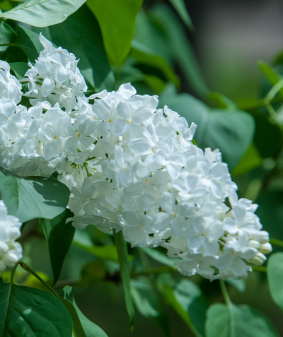 White Lilac closeup of bright white flower clusters full of four-petalled flowers