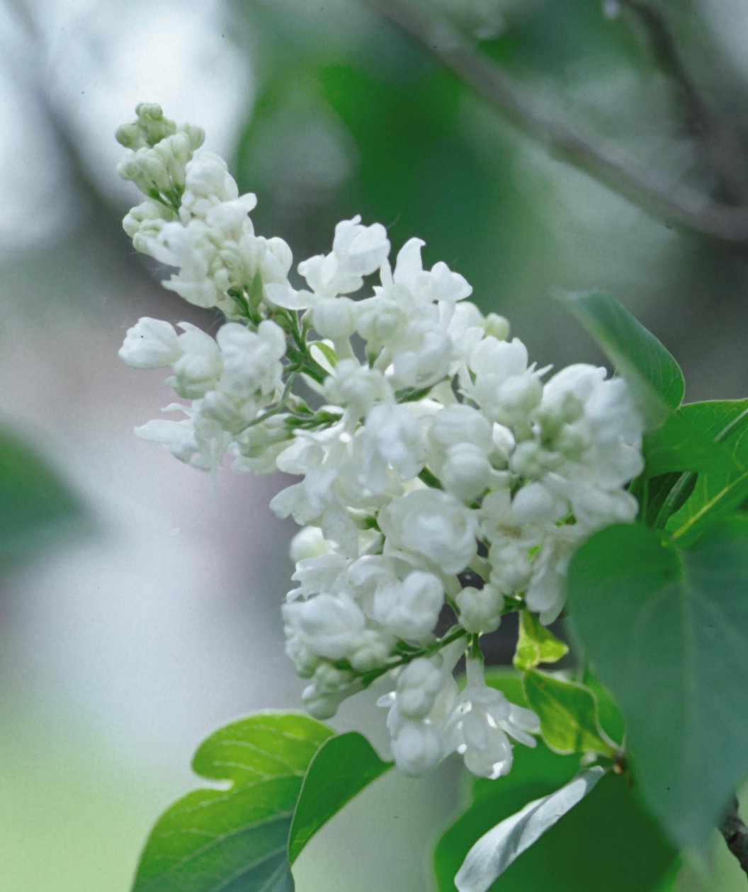 White Lilac flower cluster full of bright white buds