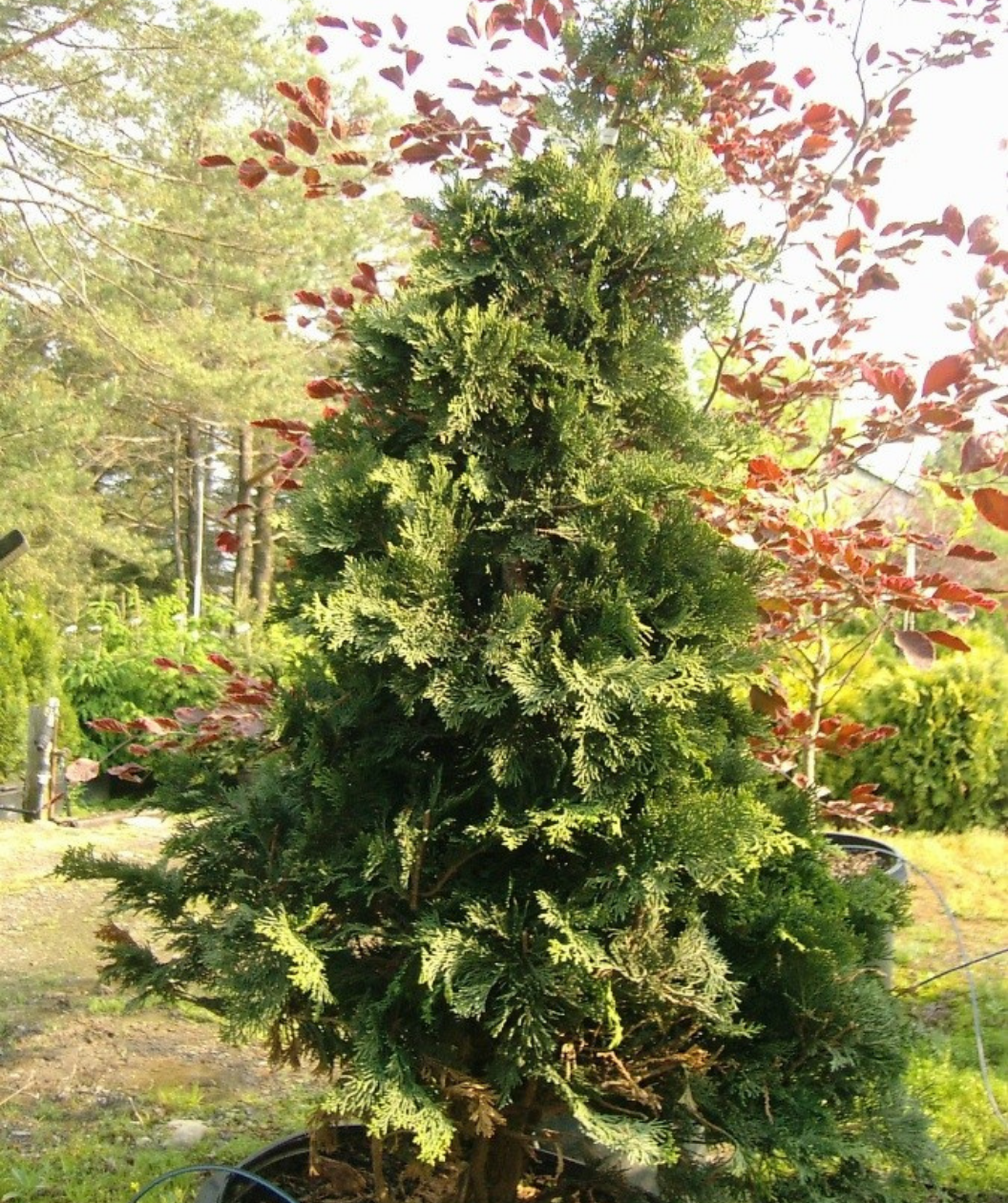 Compact Hinoki Cypress light green foliage planted in the landscape