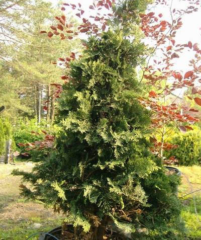 Compact Hinoki Cypress light green foliage planted in the landscape
