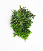 Compact Hinoki Cypress closeup of deep green foliage