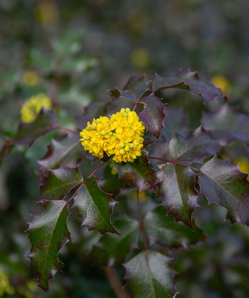 Close up of Compact Oregon Grape flowers and foliage, small rounded cluster of small yellow flowers emerging from glossy small pointy dark green, evergreen, foliage