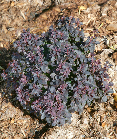 Concorde Barberry close up, round growing shrub that has small leaves that are dark purple to green
