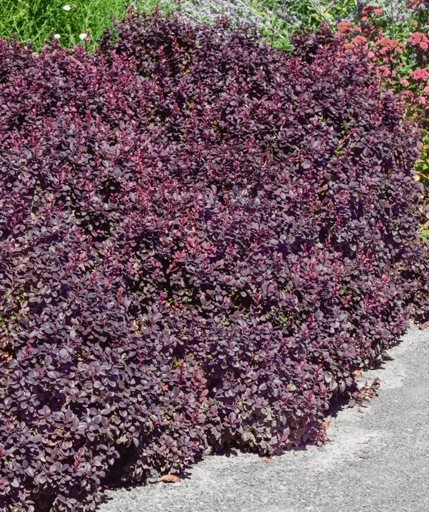 ConcordeBarberry2_1024x1024.