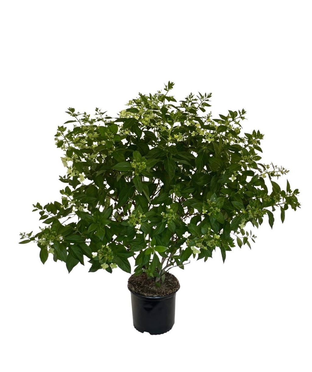 Confetti Hydrangea shrub product shot