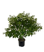 Confetti Hydrangea shrub product shot