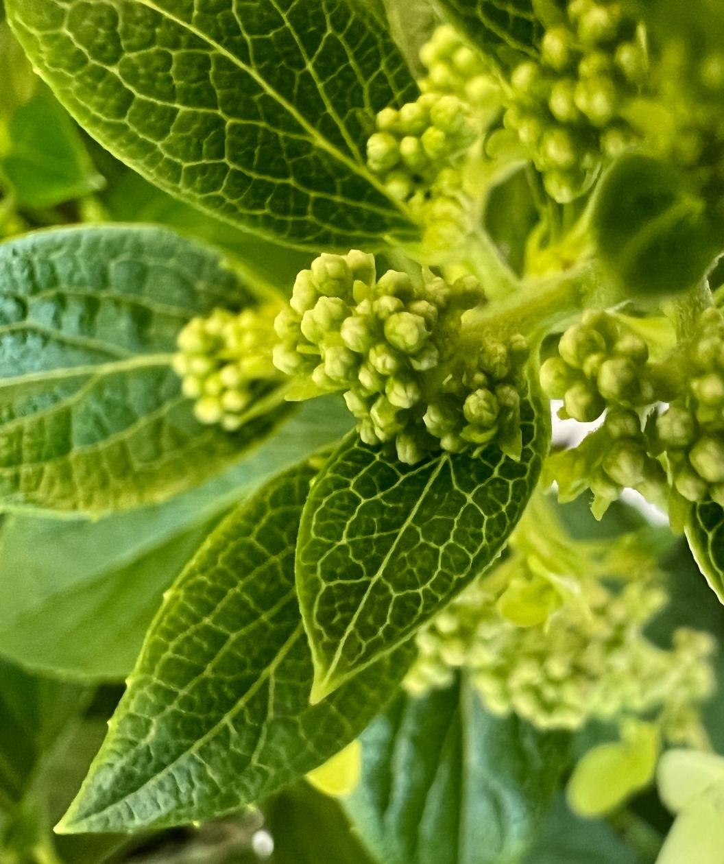 Confetti Hydrangea shrub leaves and flower buds