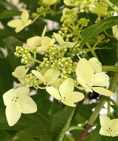 Confetti Panicle Hydrangea, cone like shaped small white flowers on a reddish colored stem with light green leaves