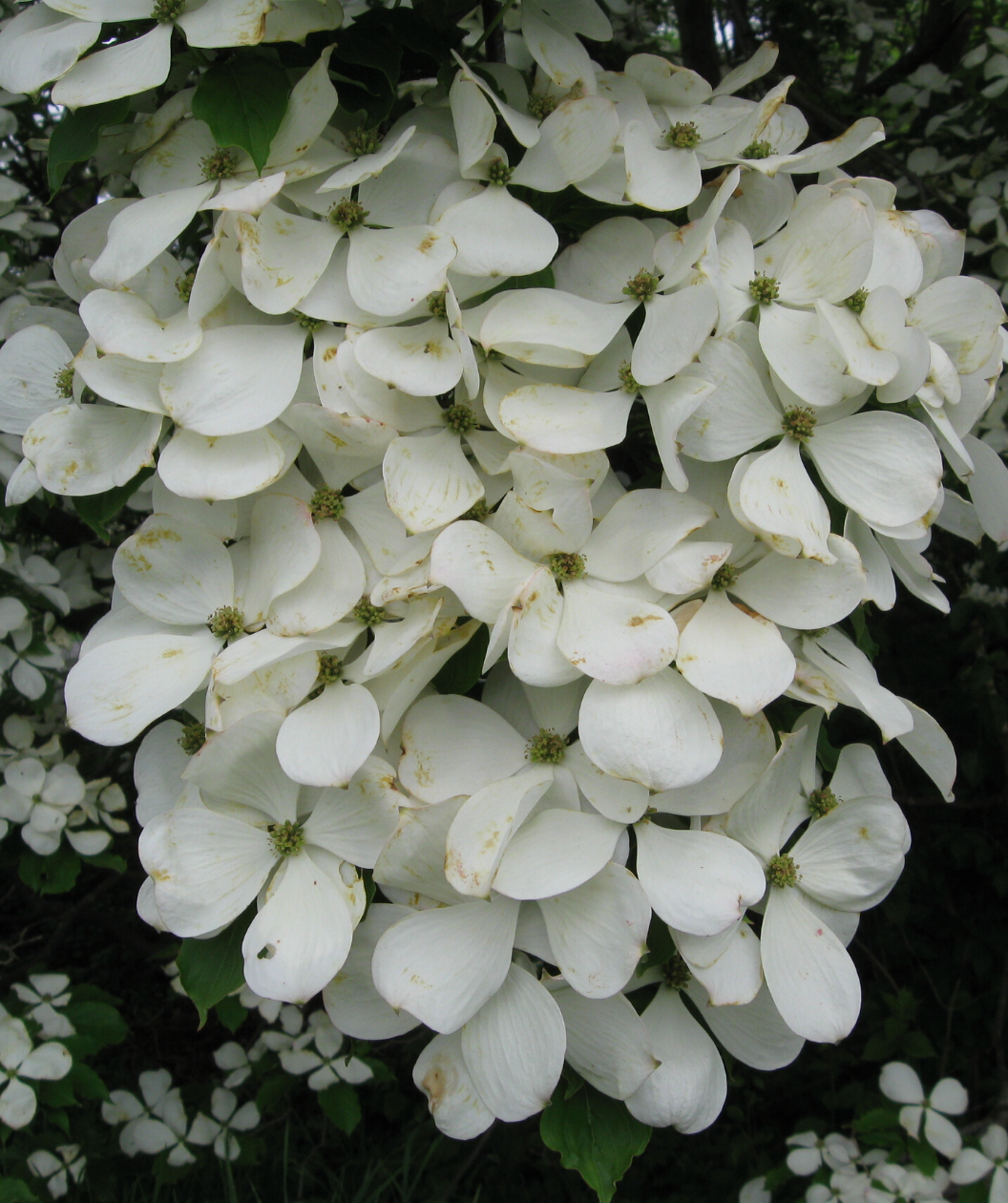 A closeup of the pure white, large four petaled flowers of the Constellation Rutgers Dogwood.