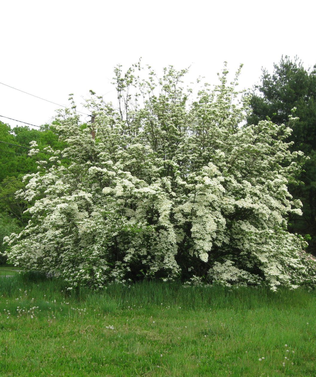 A Constellation Rutgers Dogwood planted in a landscape, covered in the bright white blooms that are weighing the branches down toward the green grass.