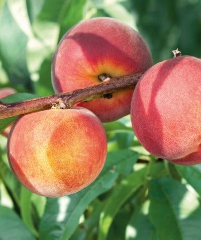 Close up of Contender Peach, three fuzzy round red fruit with yellow blush
