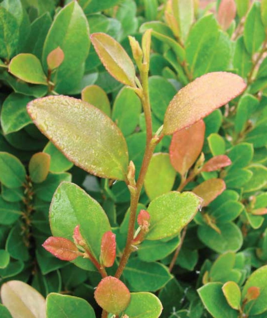 CoppertoneDistylium_1024x1024. CoppertoneDistylium_1024x1024.