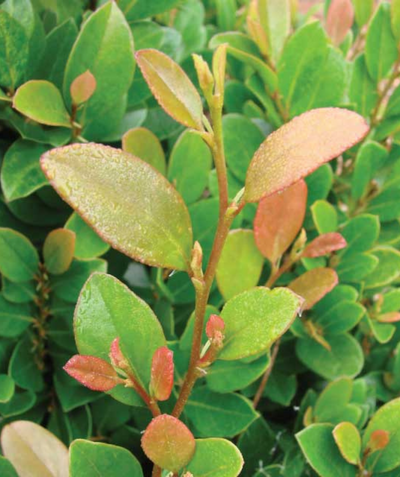 Coppertone Distylium closeup of foliage