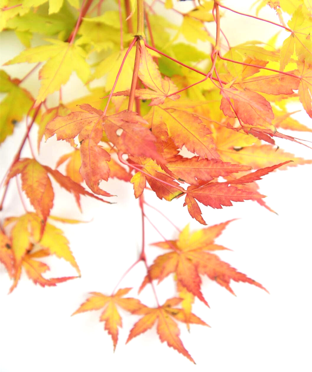 Coral Bark Japanese Maple fall colored leaves on white, 5 pointed leaves that are yellow and coral in fall color on pink stems