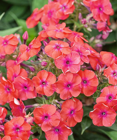 A closeup of the large coral flower clusters of the Coral Flame Garden Phlox