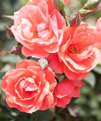 Close up of Knock Out Coral Rose flowers, several medium sized fragrant flowers that are orangish-pink in color