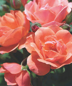 Close up of Knock Out Coral Rose flowers, several medium sized fragrant flowers that are orangish-pink in color