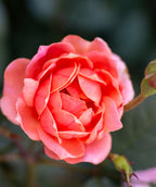 Close up of Knock Out Coral Rose flower, medium sized fragrant flower that is orangeish-pink in color
