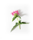Coral Reef Bee Balm