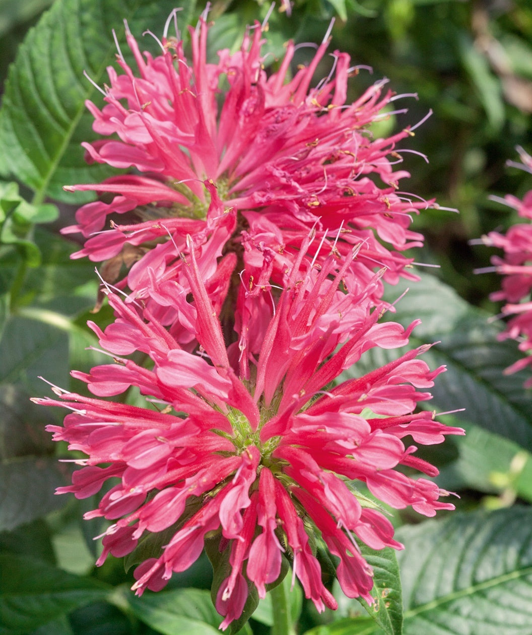 Coral Reef Bee Balm