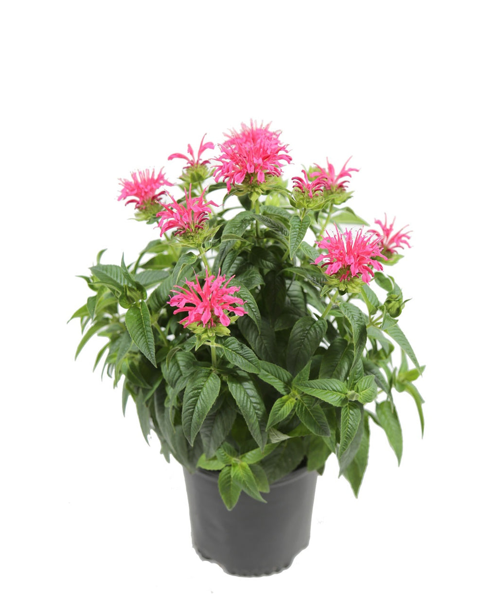 Coral Reef Bee Balm