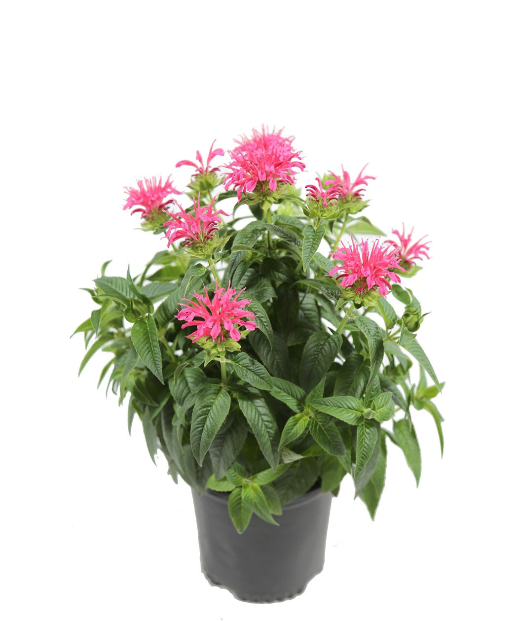 Coral Reef Bee Balm