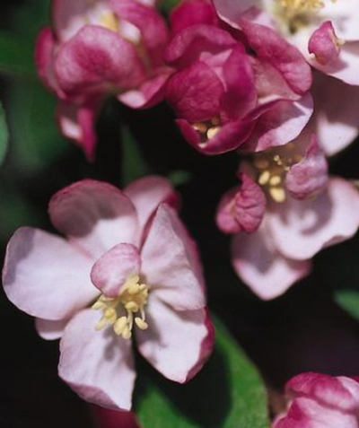 A close up of the Coralburst Flowering Crabapple in bloom, focusing on the bright pink buds opening to white