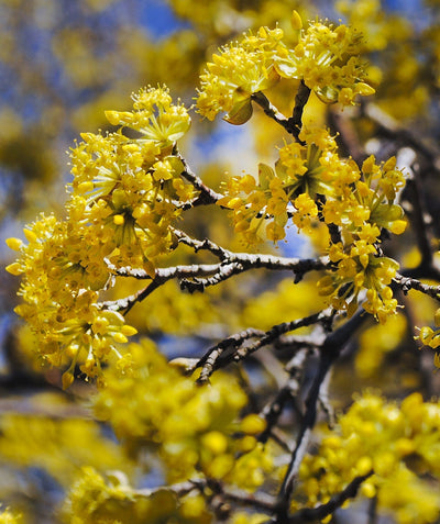 Cornelian Cherry Dogwood closeup of bright yellow flowers growing on the ends of branches