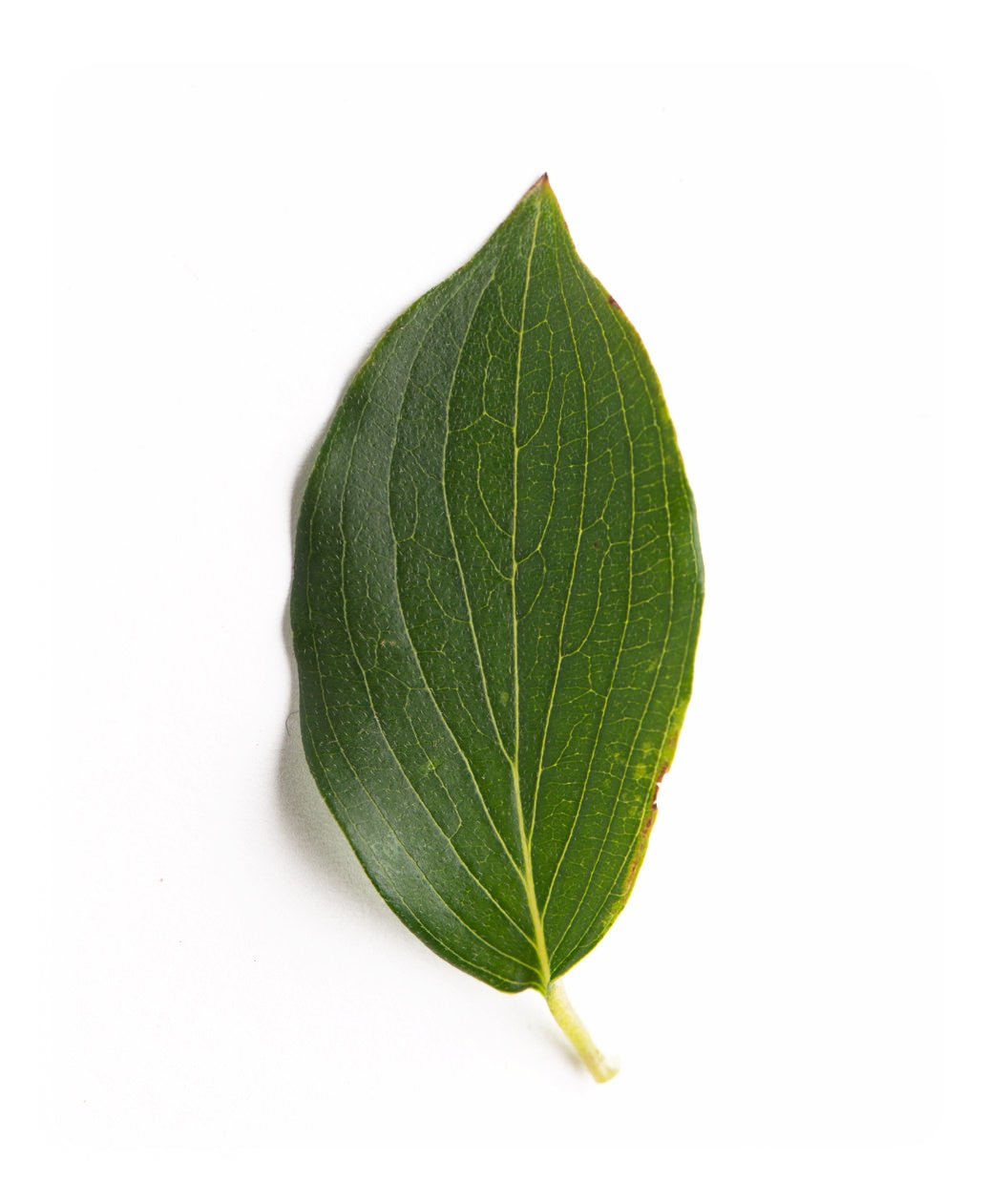 Cornelian Cherry Dogwood closeup of dark green leaf with yellow veins