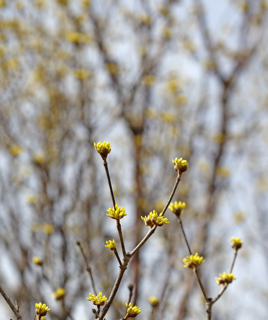 Cornelian Cherry Dogwood closeup of yellow buds on branches