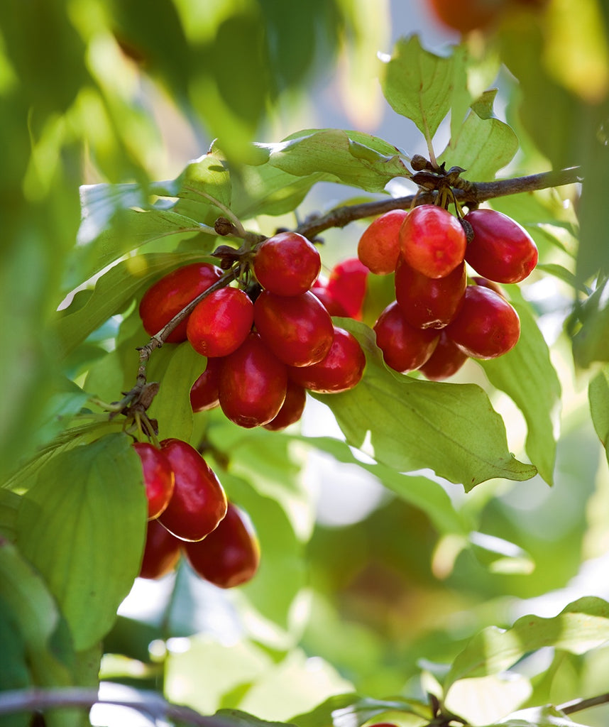 Cornelian Cherry Dogwood