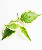 A closeup of a branch belonging to the Cornelian Variegated Cherry Dogwood, the foliage has creamy white edges to it with a dark green center
