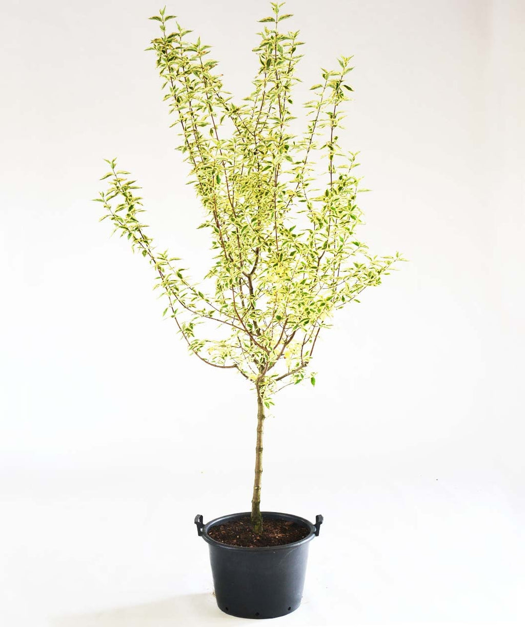 The Cornelian Variegated Cherry Dogwood in a black nursery pot, covered in the white and green variegated foliage against a white background