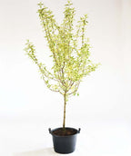 The Cornelian Variegated Cherry Dogwood in a black nursery pot, covered in the white and green variegated foliage against a white background