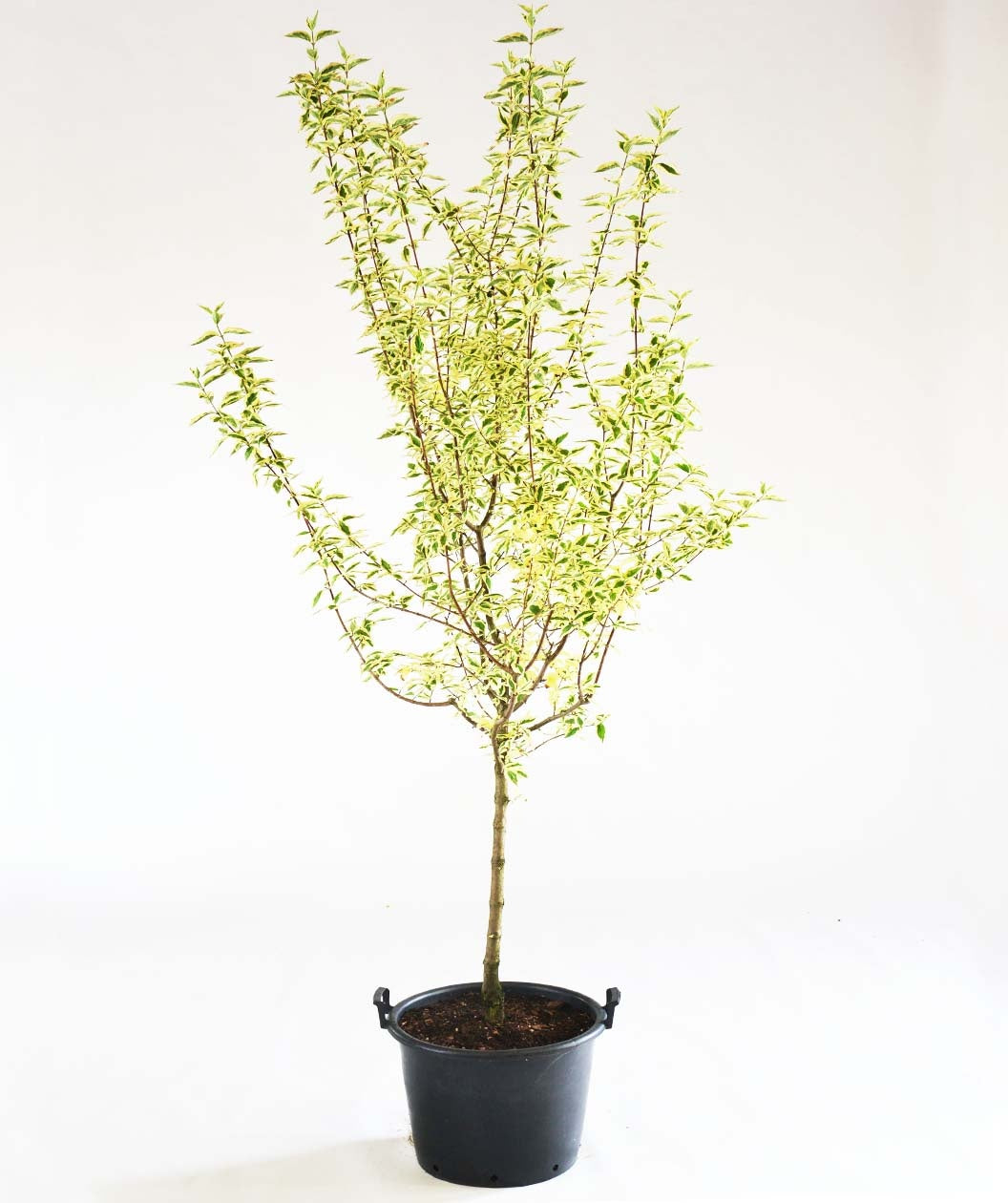 The Cornelian Variegated Cherry Dogwood in a black nursery pot, covered in the white and green variegated foliage against a white background