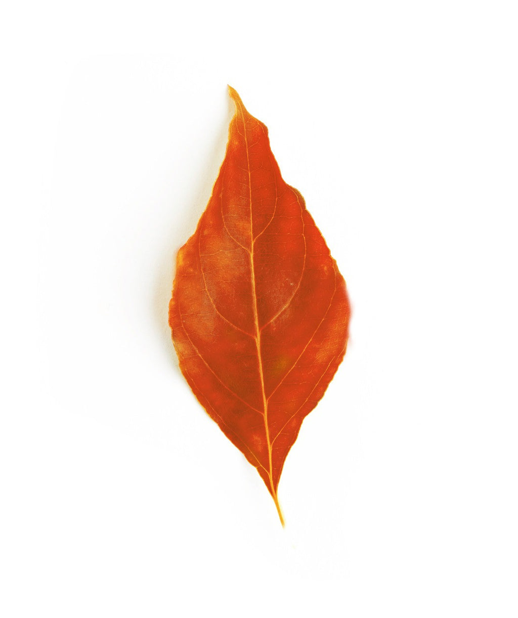 A single leaf of the Red Pygmy Dogwood showing off the reddish-orange fall color
