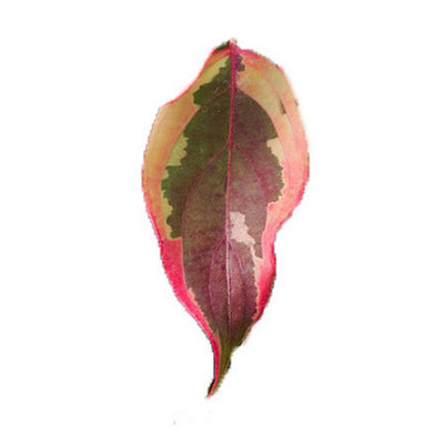 A single leaf of the Summer Gold Variegated Japanese Dogwood as it transitions from a creamy white edging and a green center to the hot pink coloring that occurs in fall