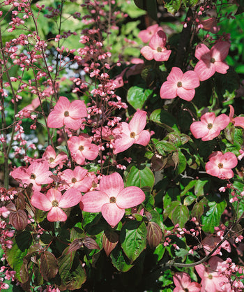Close up of Radiant Rose Chinese Dogwood, various pink four petal flowers emerging from conical shaped green and red two-toned foliage