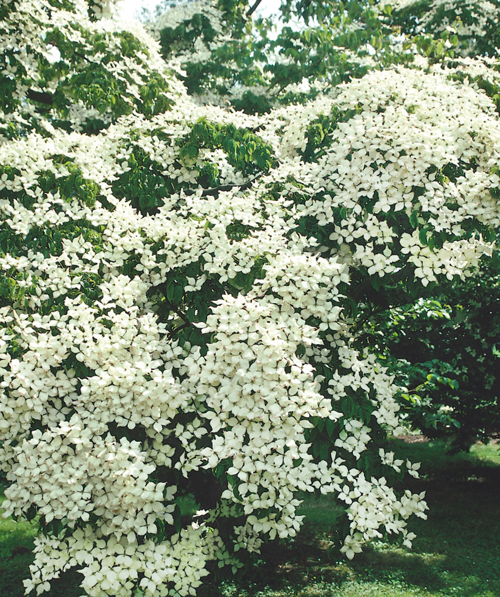 National Japanese Dogwood abundance of four-petalled white flowers with green centers hanging from tree