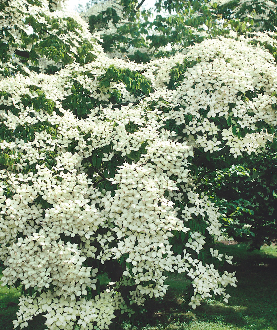 National Japanese Dogwood abundance of four-petalled white flowers with green centers hanging from tree