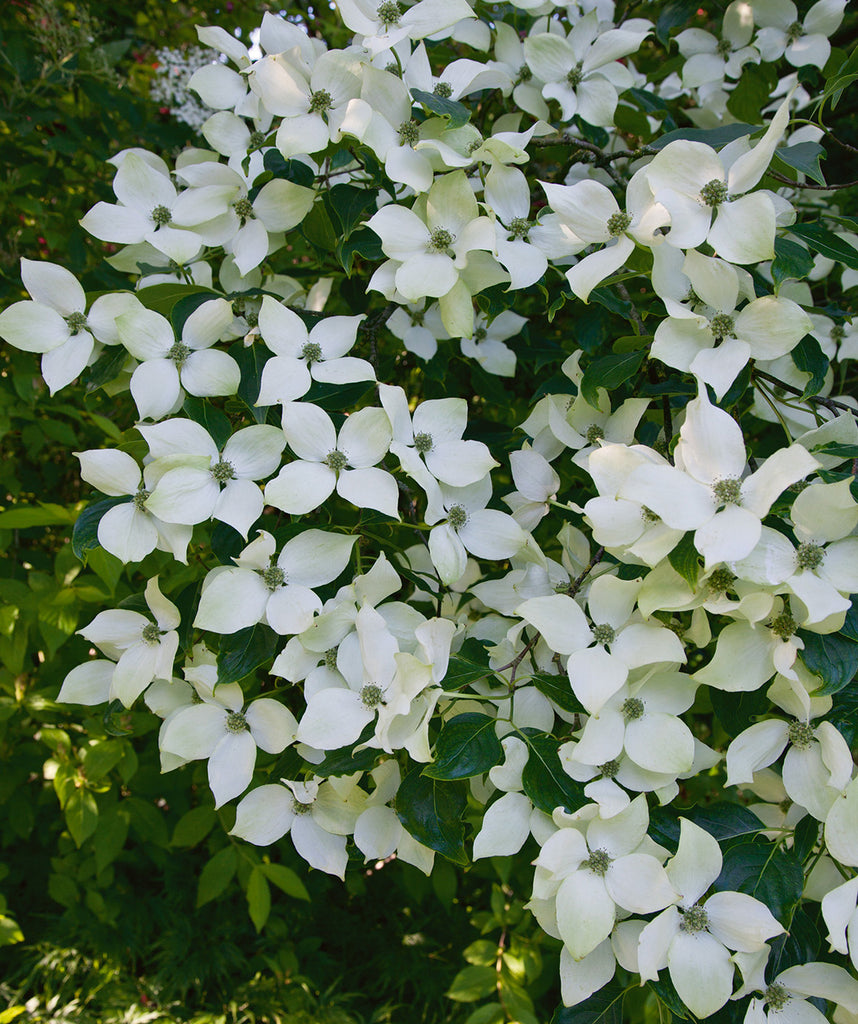 National Japanese Dogwood | Bower & Branch