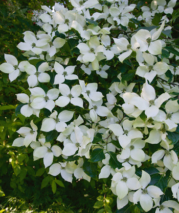 National Japanese Dogwood abundance of four-petalled white flowers with green centers hanging from tree