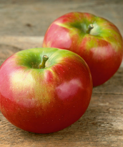 The cherry-red fleshed fruit of the Cortland Apple with greenish blushes on the top of the fruit